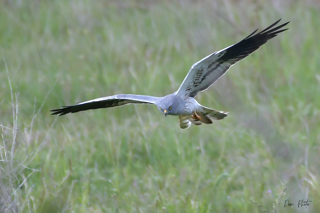 DSC_0416IN.jpg
