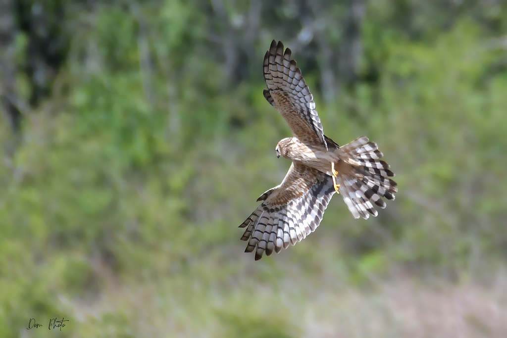 DSC_0426IN.jpg