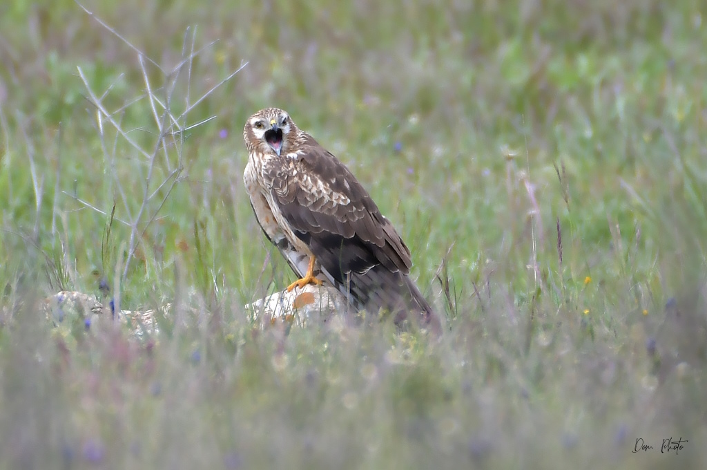 DSC_0524IN.jpg