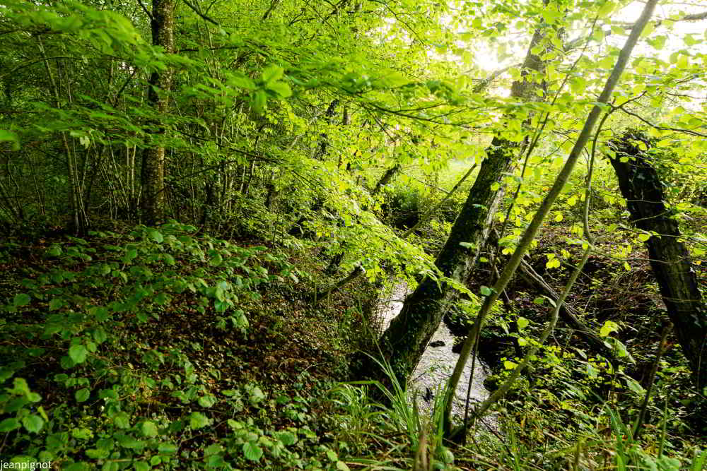 DSC_2930_1397.JPG