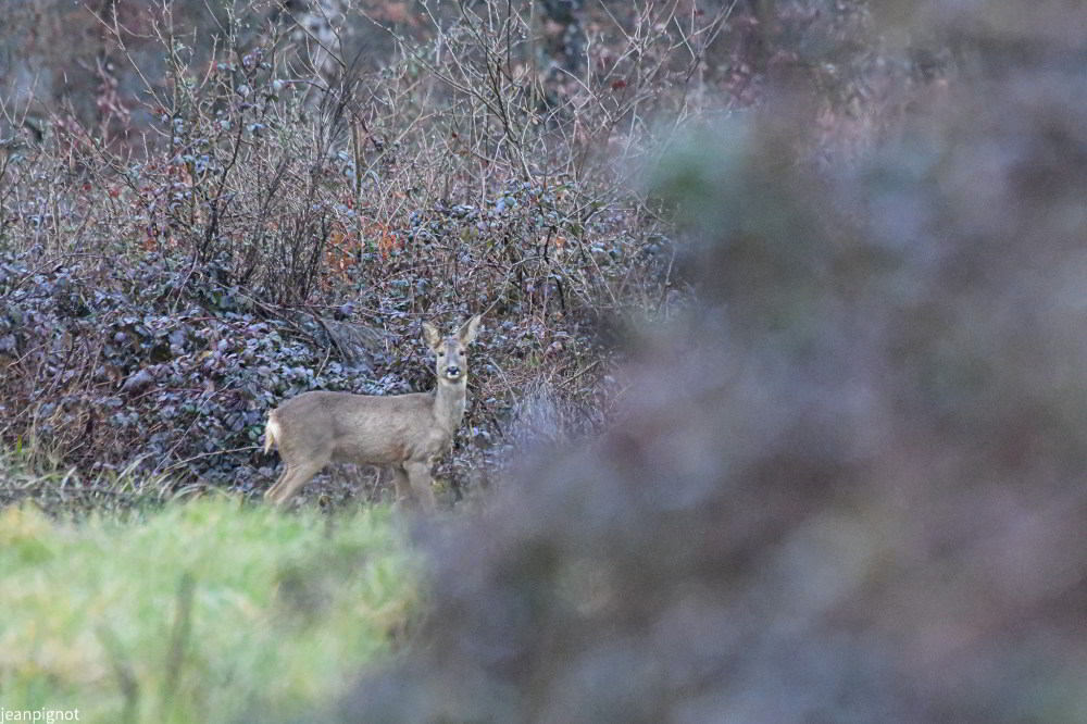 DSC_5052_1045_1400.JPG