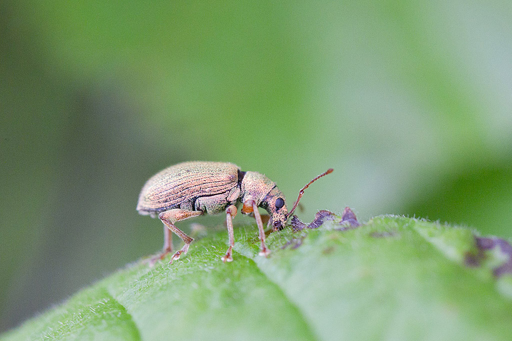 Phyllobius ou Polydrusus sp 1.jpg