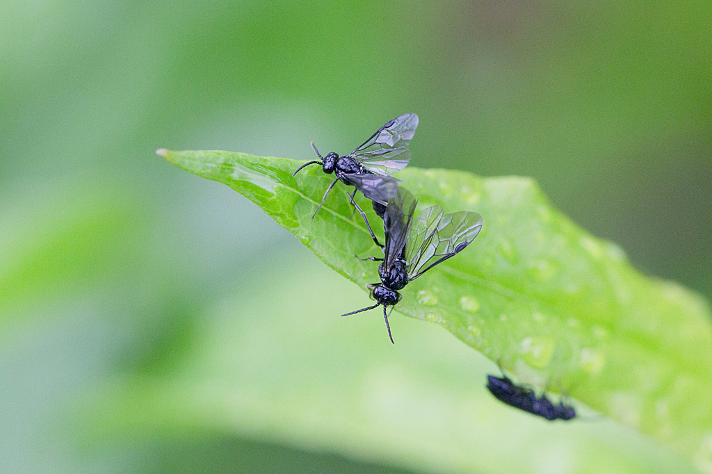Tenthredinidae sp.jpg