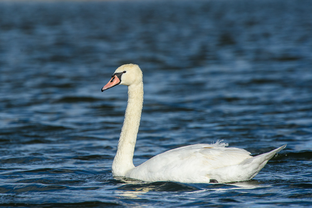 Cygne.jpg