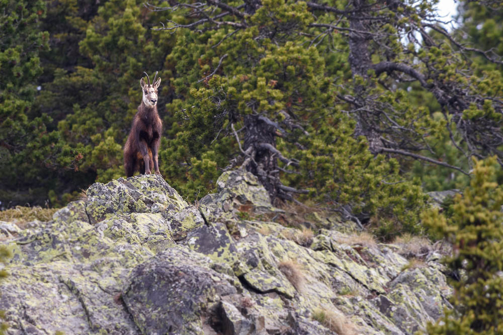 Chamois mai 2023_1.jpg