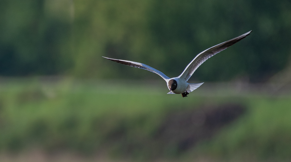 Mouette rieuse -0-.jpg