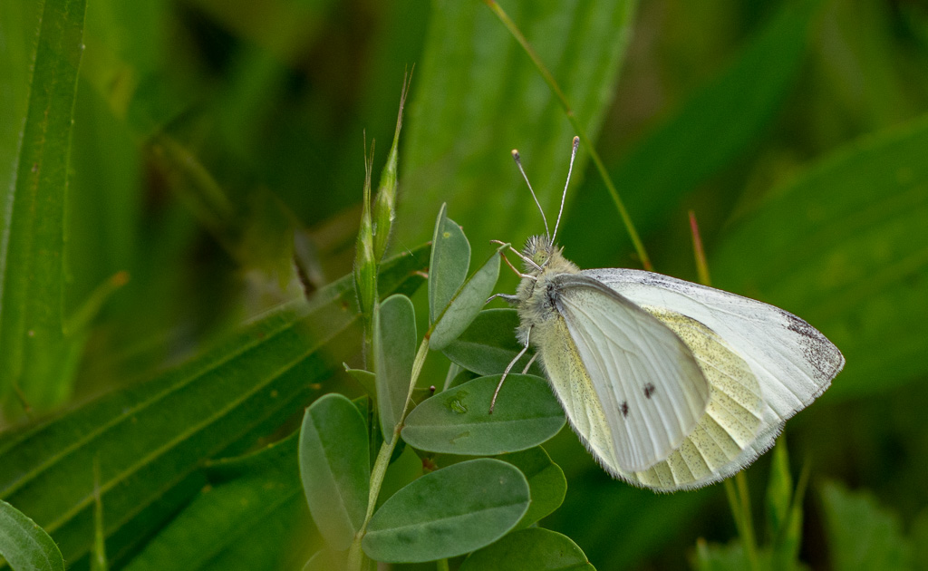 Papillon Piéride du chou.jpg