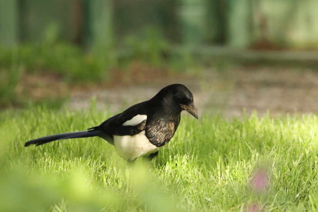 IMG_2697dup.JPG