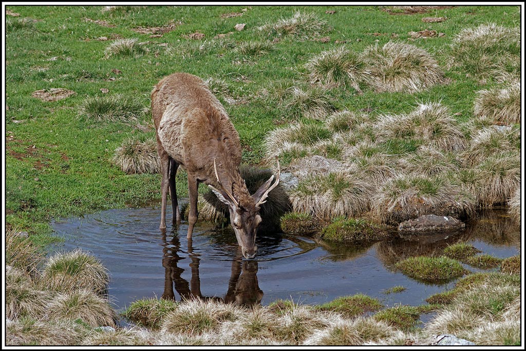 cerf(5140).jpg