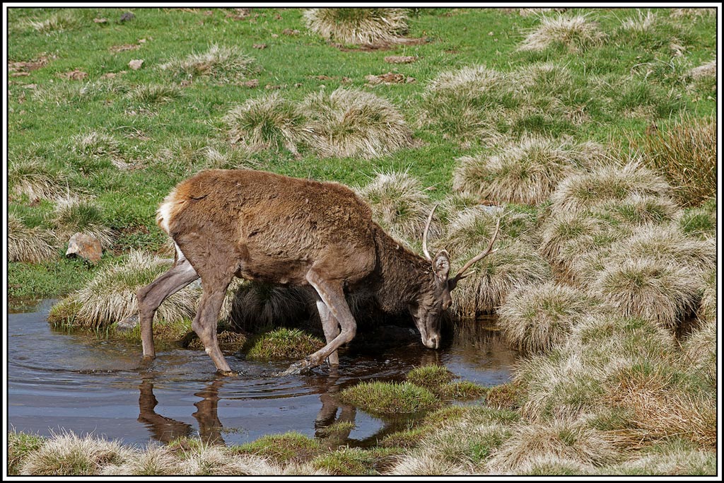 cerf(5151).jpg