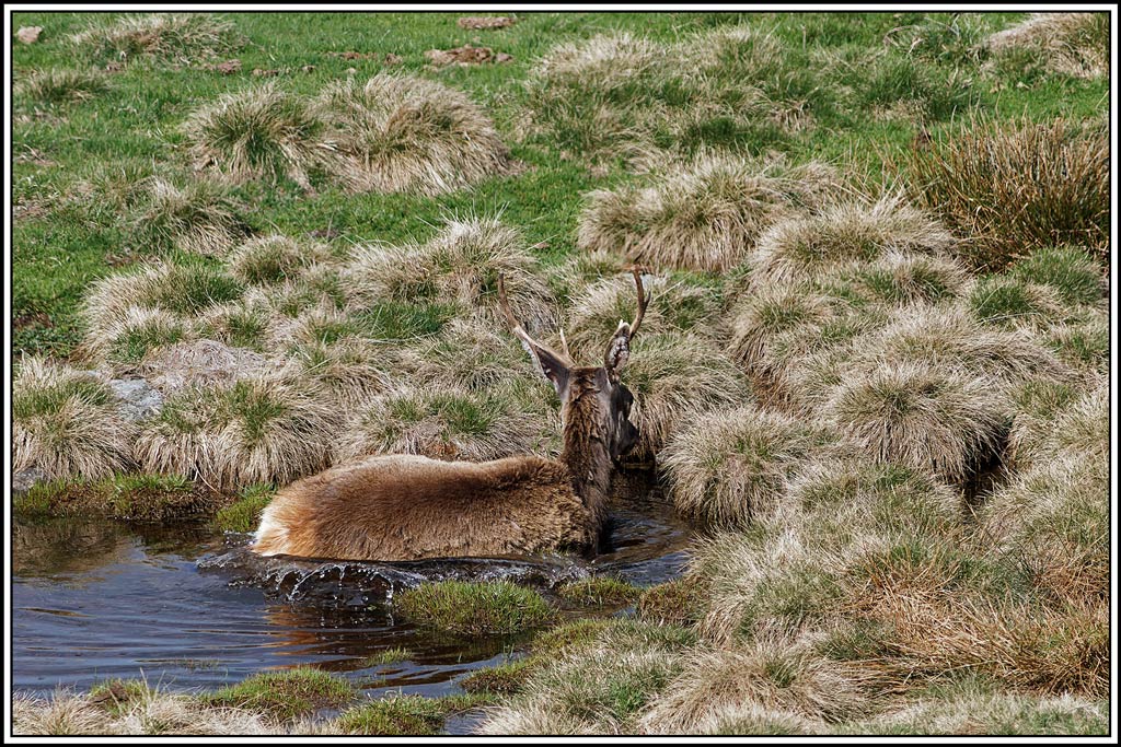 cerf(5159).jpg