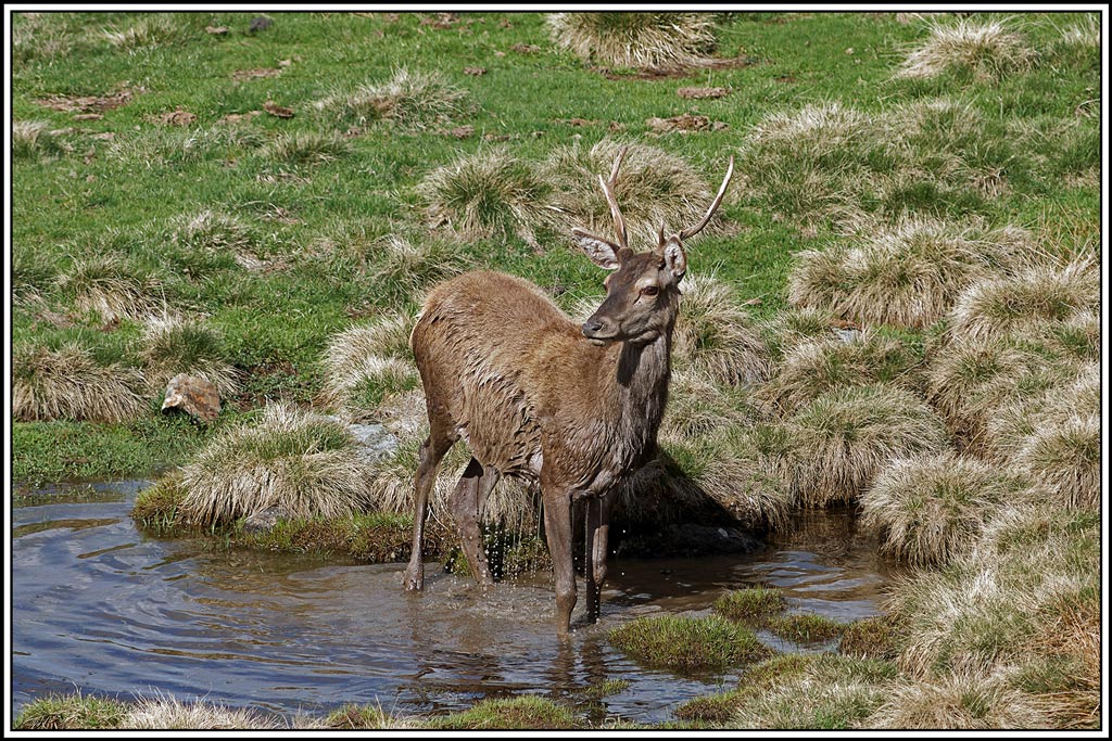 cerf(5200).jpg