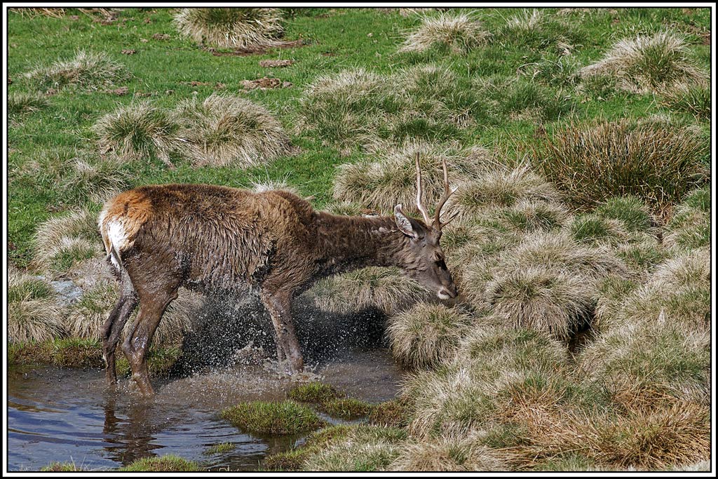 cerf(5186).jpg