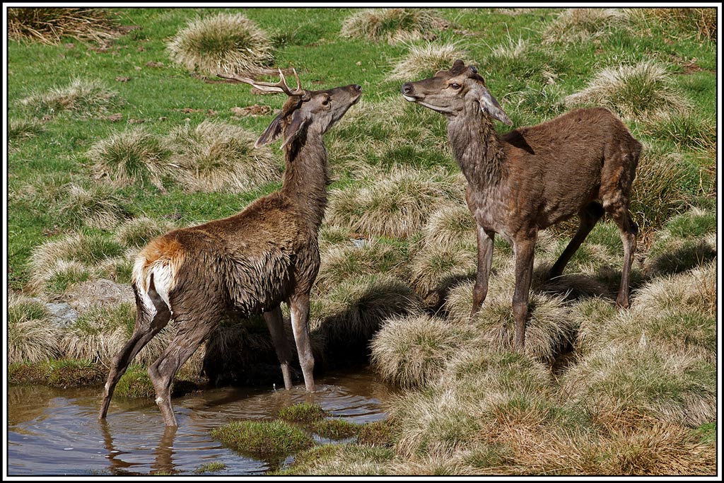 cerf(5214).jpg