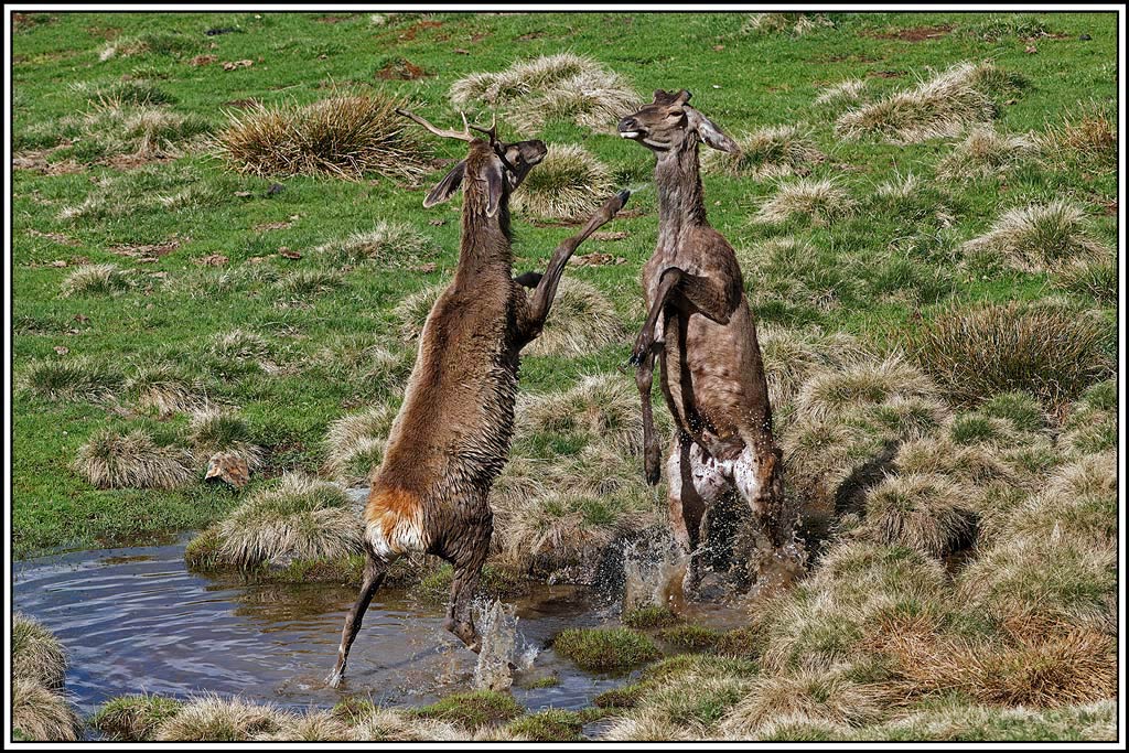 cerf(5220).jpg