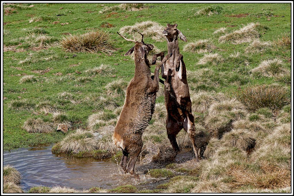cerf(5222).jpg