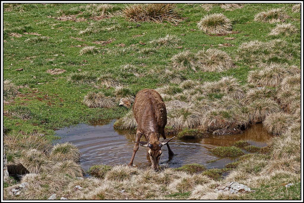 cerf(5258).jpg