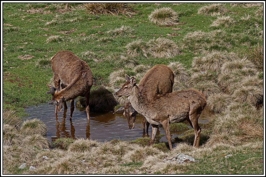 cerf(5243).jpg