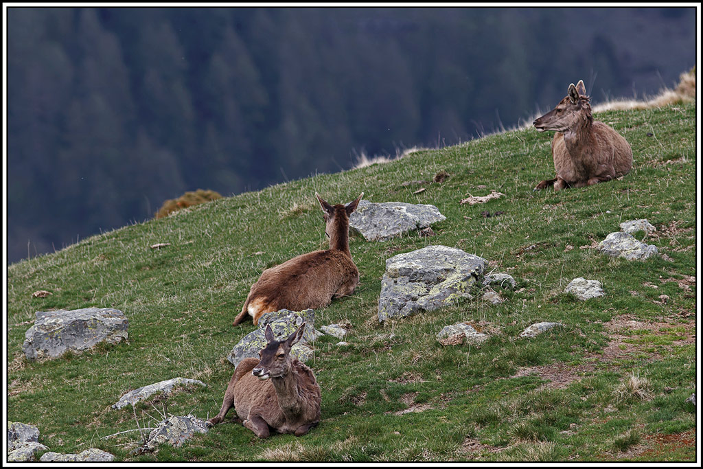 cerf(5280).jpg