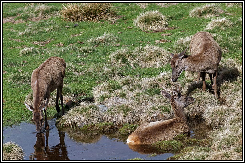 cerf(5176).jpg