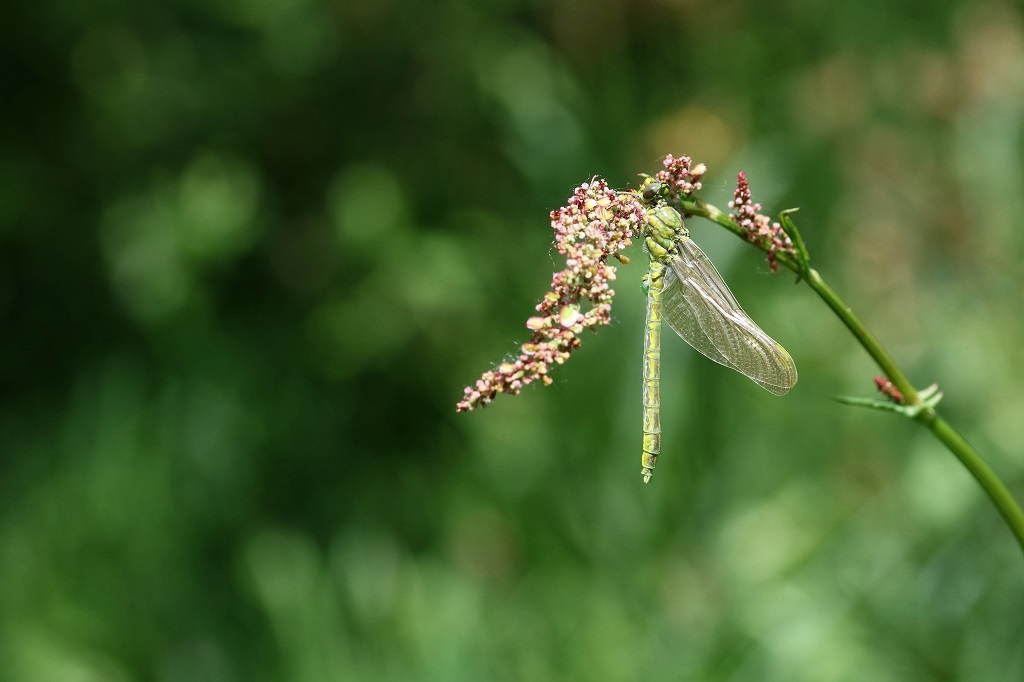 1 IMG_PULCHEL.jpg