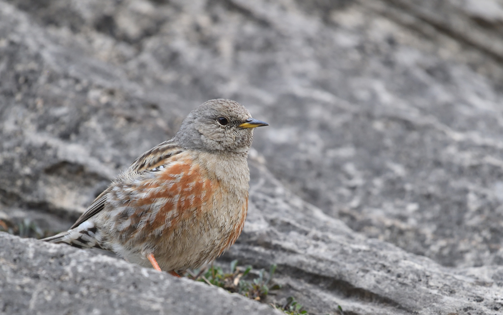 DS5_7010.jpg