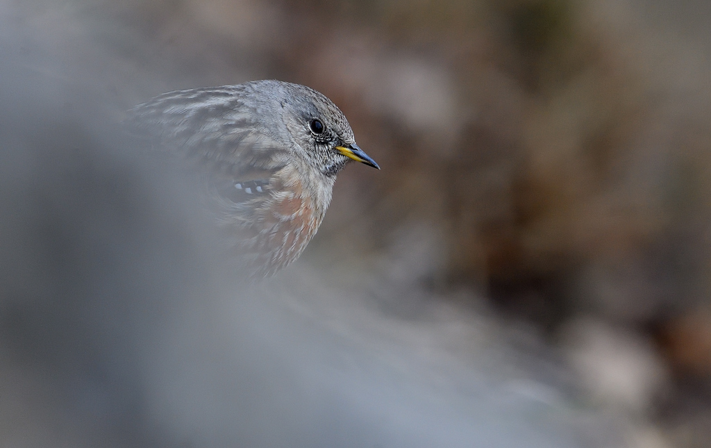 DS5_7032.jpg
