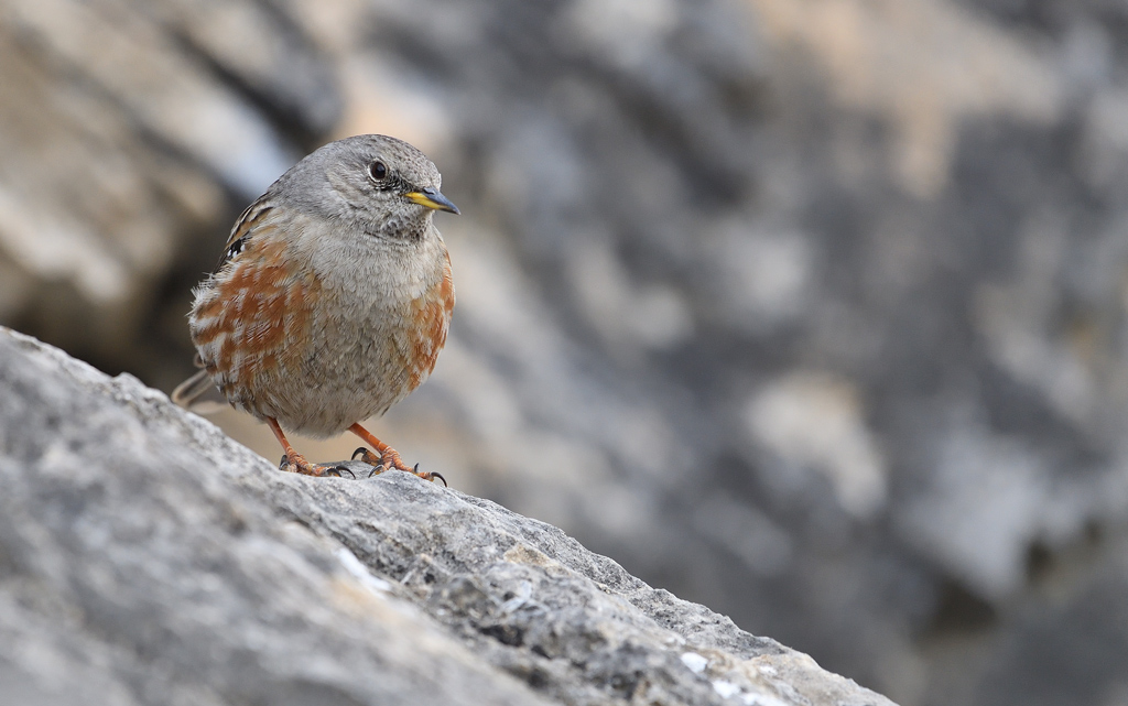 DS5_7056.jpg