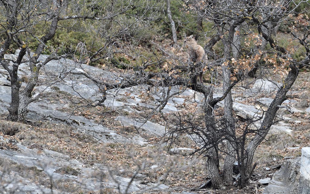 DS5_7082.jpg