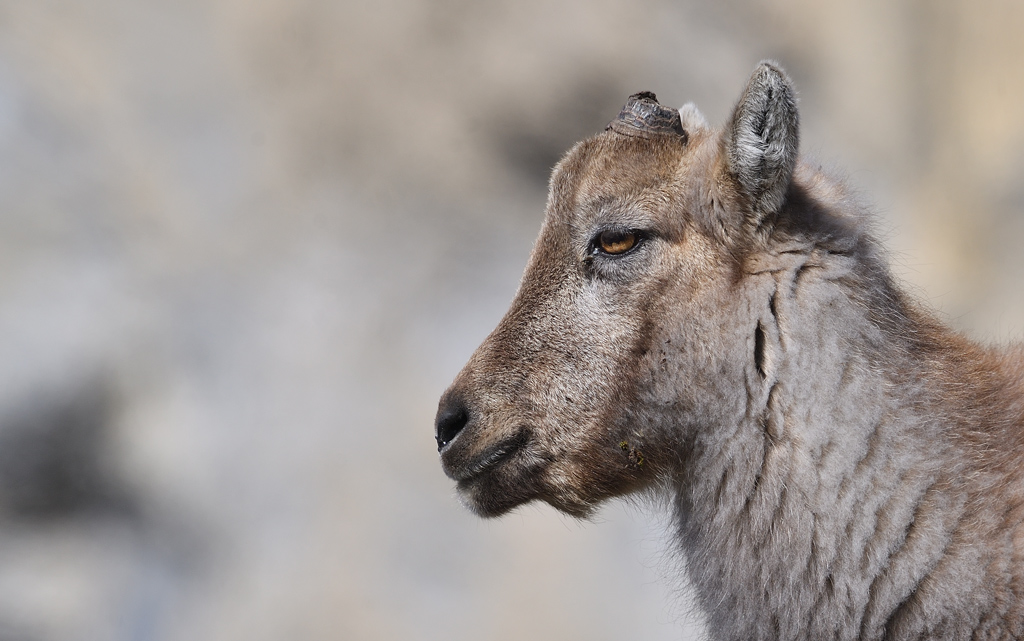 DS5_7131.jpg