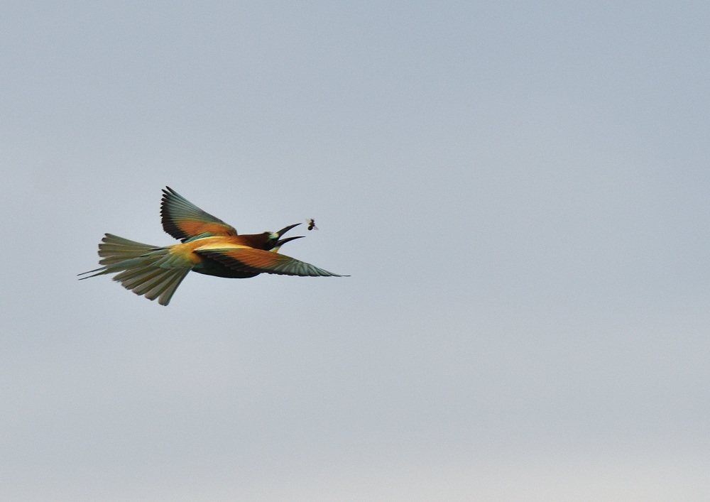 DSC_3350.JPG