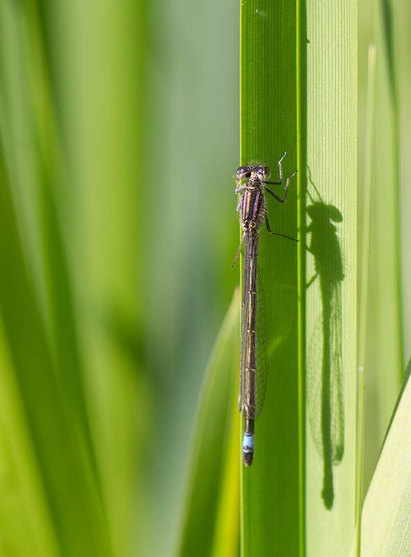 l'agrion élégant - Ichnura elegans.jpg