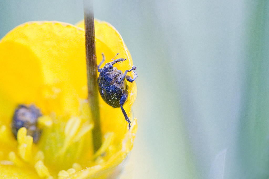 Ceutorhynchus . sp.jpg