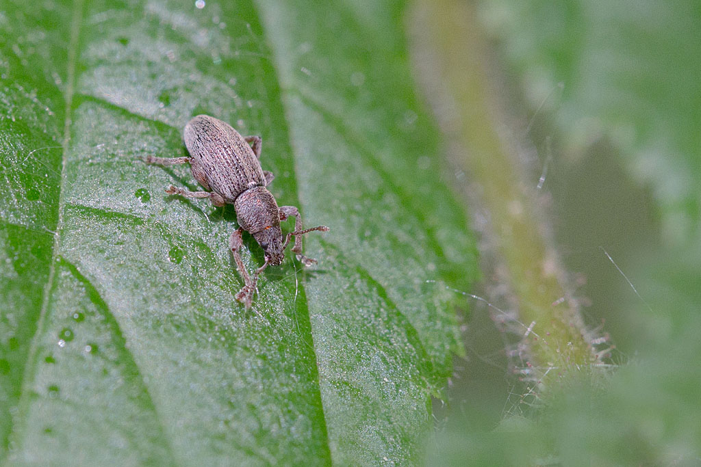 Polydrusus pilosus pilosus 1.jpg