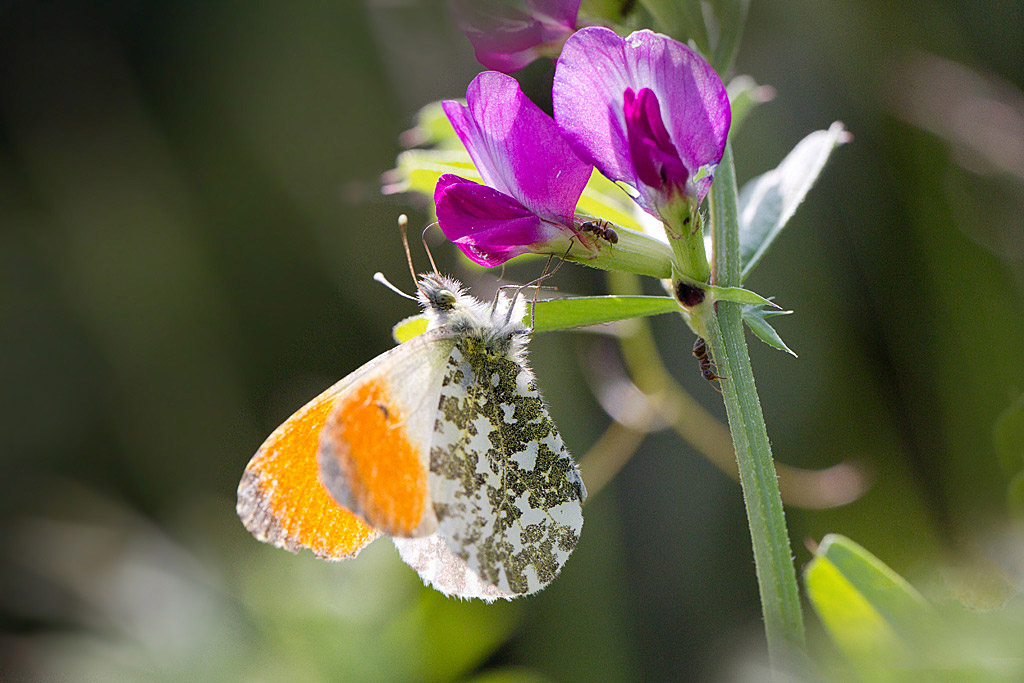 aurore cardamine mâle.jpg