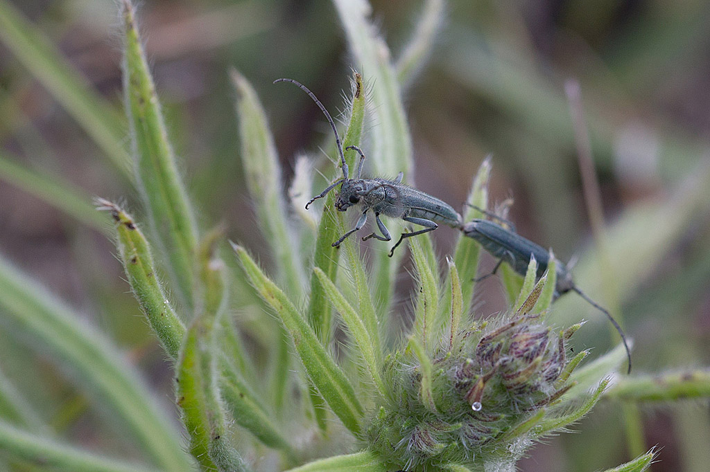 Opsilla canescens  accouplement.jpg