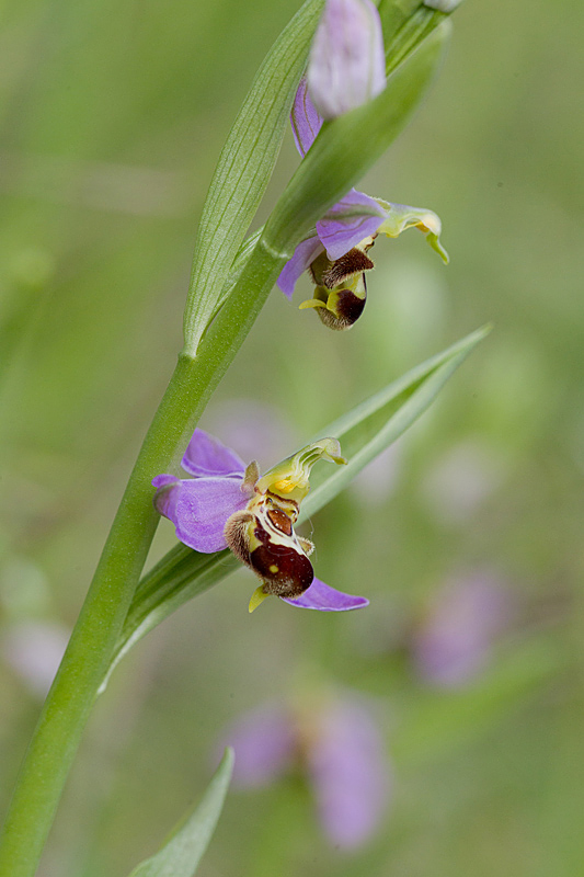 Ophrys abeille.jpg