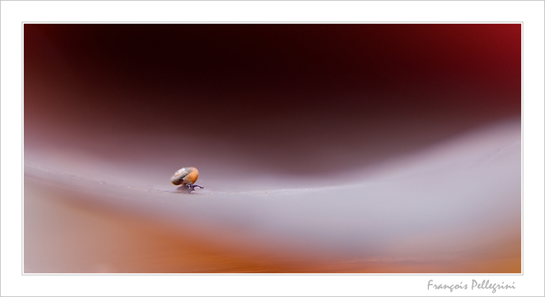 Escargot - 21.jpg