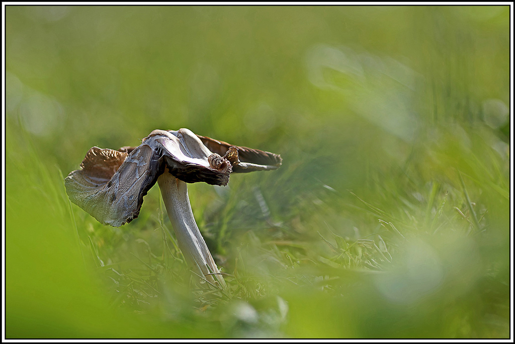 champignon(623_634)(Psathyrelle_de_De_Candolle_Psathyrella_candolleana).jpg