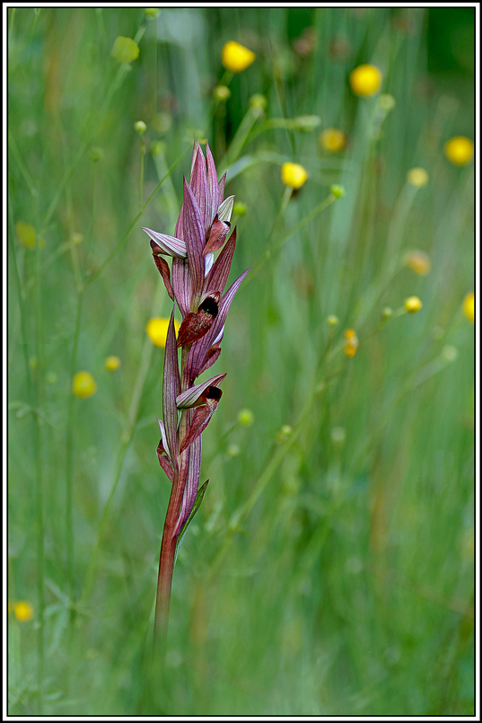 flore(1175)(Serapias_vomeracea).jpg