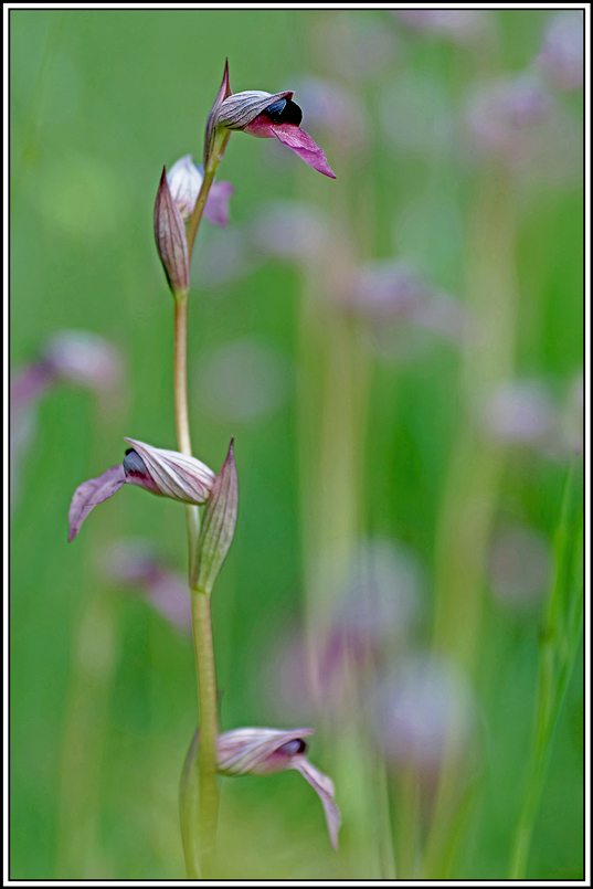 flore(1176)(Serapias_lingua).jpg