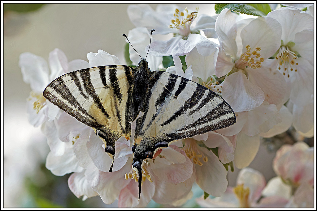 Flambé(Iphiclides_podalirius)(1_11).jpg