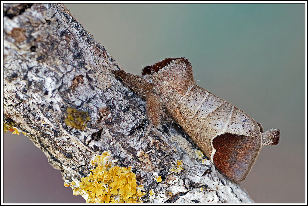Hausse_queue_blanche(Clostera_curtula)(5_7).jpg