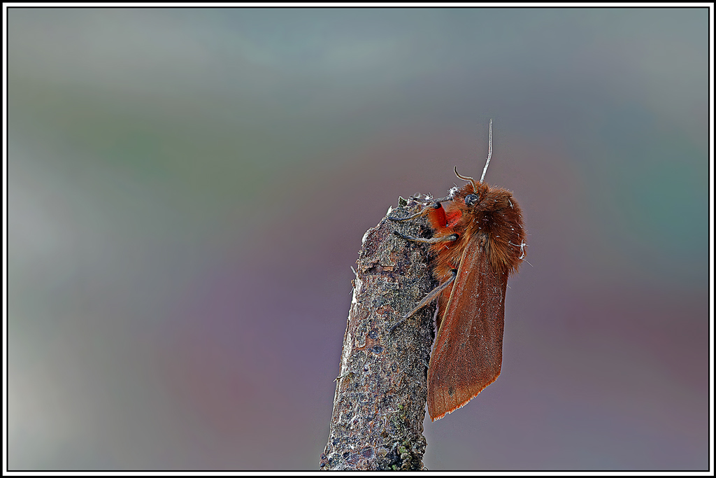 Ecaille_cramoisie(Phragmatobia_fuliginosa)(39_44).jpg