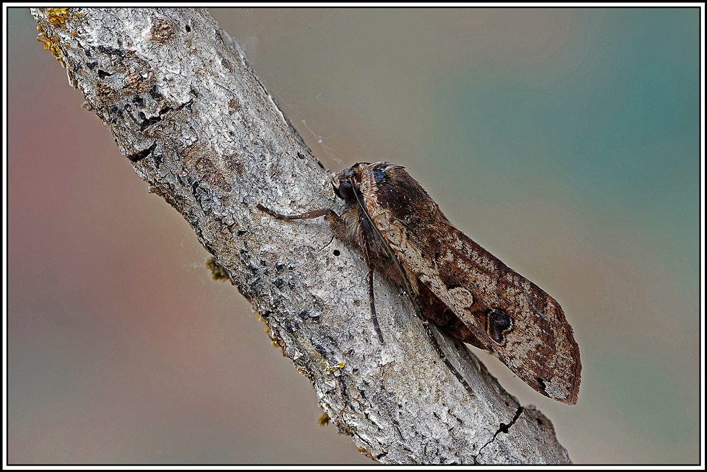 Hibou(Noctua_pronuba)(6_9).jpg