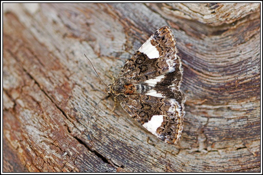 Noctuelle_en_deuil(Tyta_luctuosa)(1).jpg