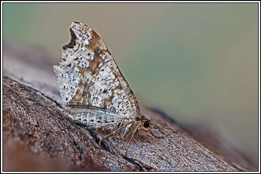 Philobie_alternée(Macaria_alternata)(2_8).jpg