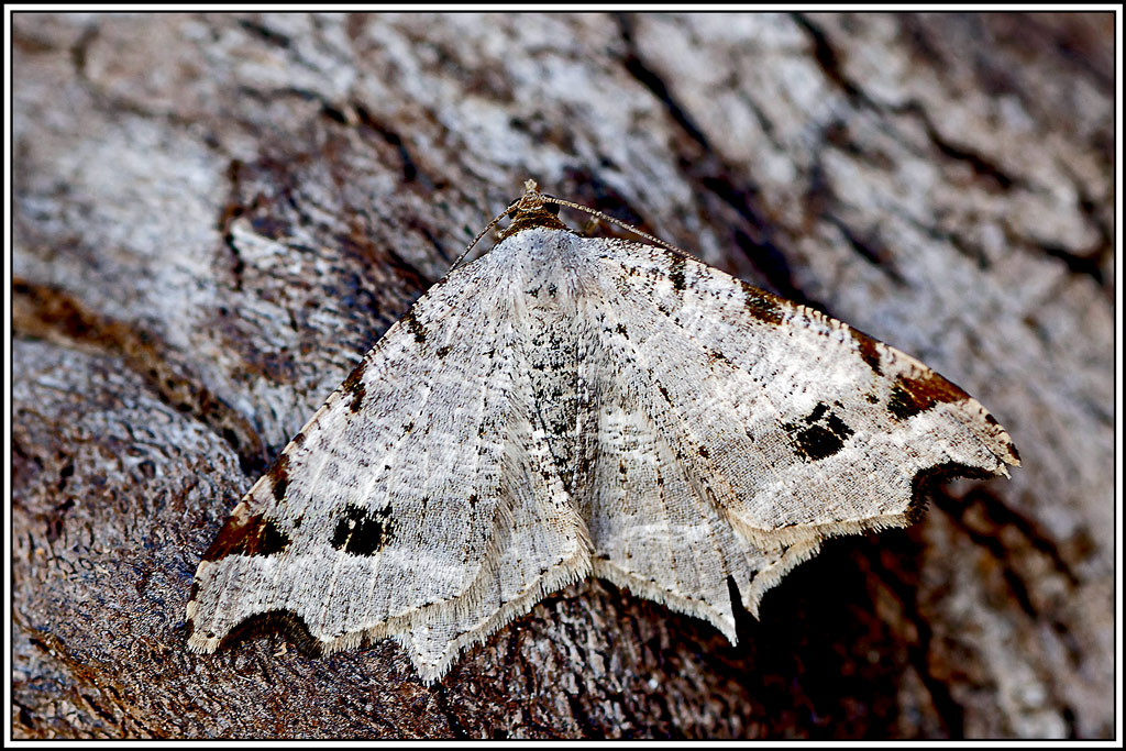 Philobie_alternée(Macaria_alternata)(23).jpg