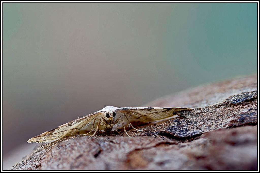 Stéganie_du_peuplier(Stegania_trimaculata)(10_13).jpg
