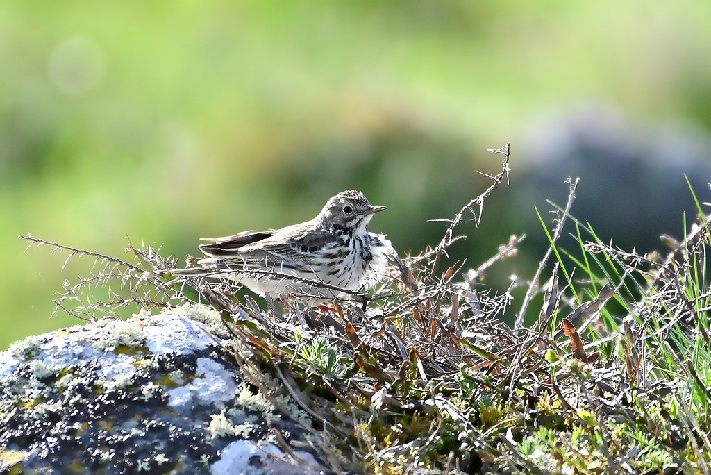DSC_6814IN.jpg